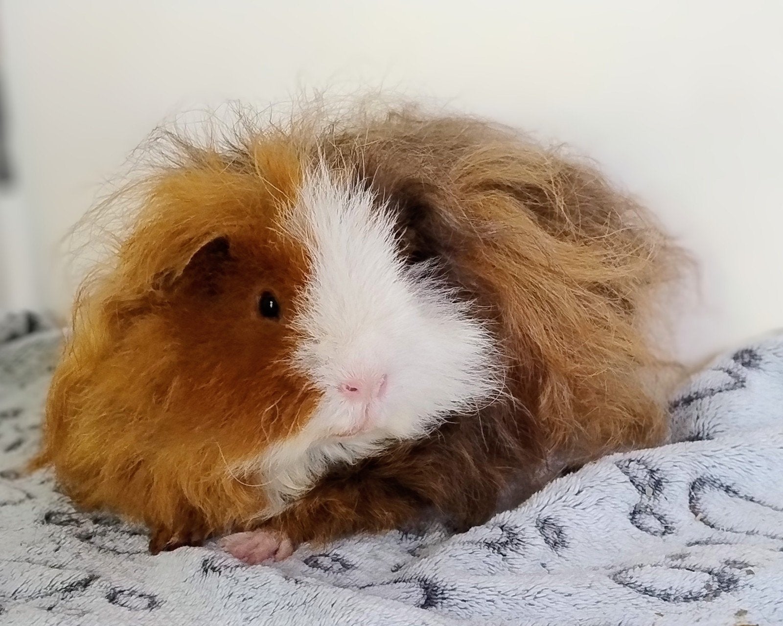 Alpaca cavia zeug, Dieren en Toebehoren, Knaagdieren, Cavia, Vrouwelijk, Tam, Oktober