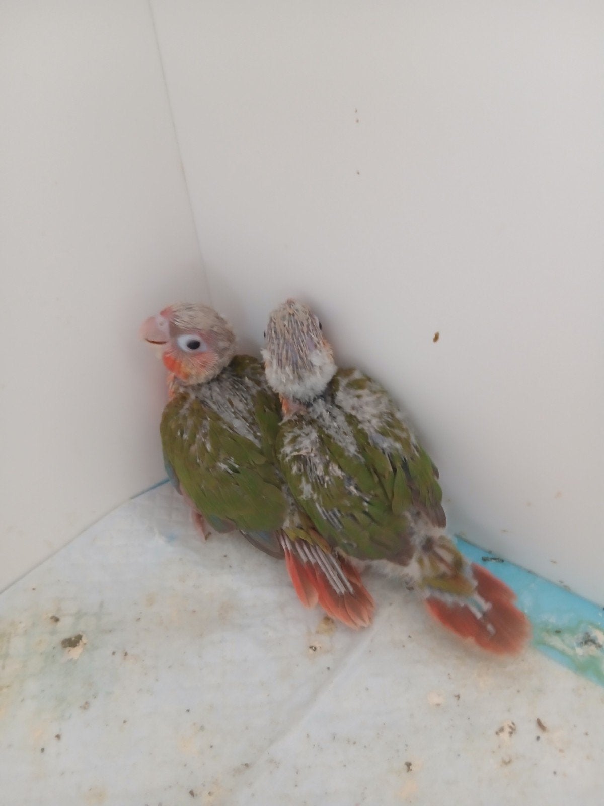 Vogels voor handopfok, Plusieurs animaux, Domestique