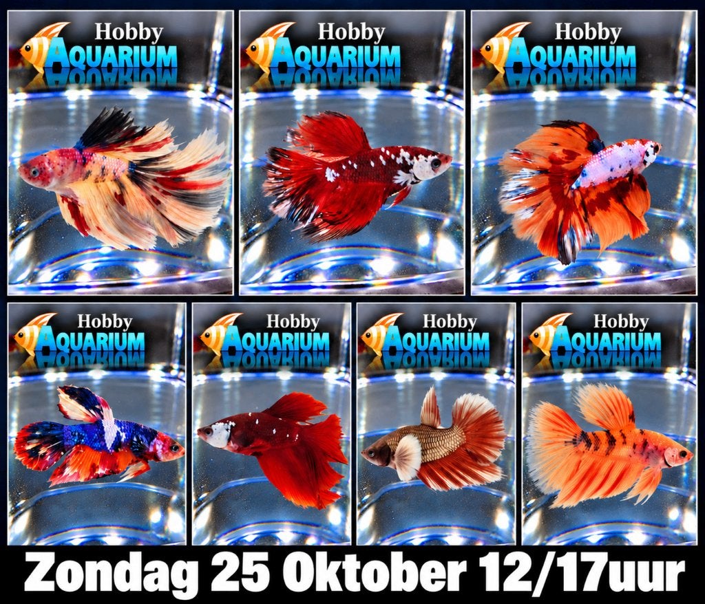 Betta SP Halfmoon Nemo 35 Betta Splendes/kempvis op voorraad, Vis, Zoetwatervis