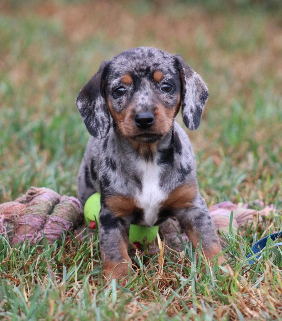 Teckel pups Merle korthaar, België, CDV (hondenziekte), 8 tot 15 weken, Korthaar