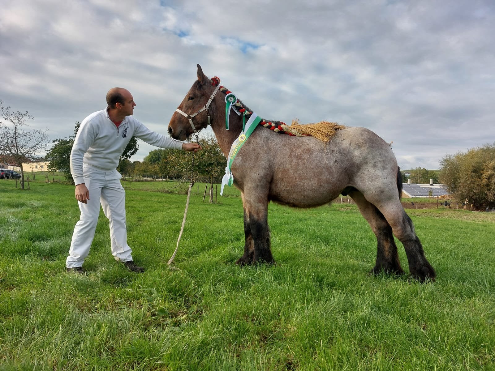 Bel étalon de trait d'un an, Animaux & Accessoires, Étalon, Avec pedigree, 0 à 2 ans