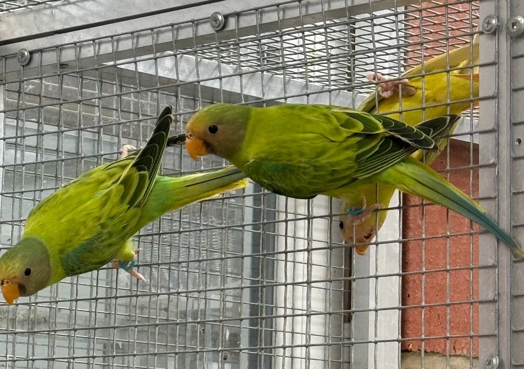 PRUIMKOP / PERRUCHE TETE DE PRUNE 2026, Dieren en Toebehoren, Vogels | Parkieten en Papegaaien, Parkiet, Geringd