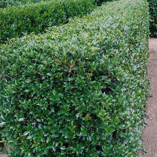 Osmanthus Heterophyllus, Ophalen