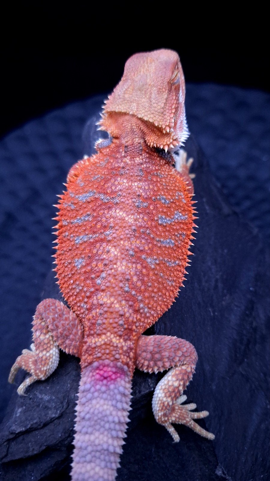 Red Hypo G-Stripe Blue Bar het. Trans/Witblits Vrouw, Hagedis, 0 tot 2 jaar