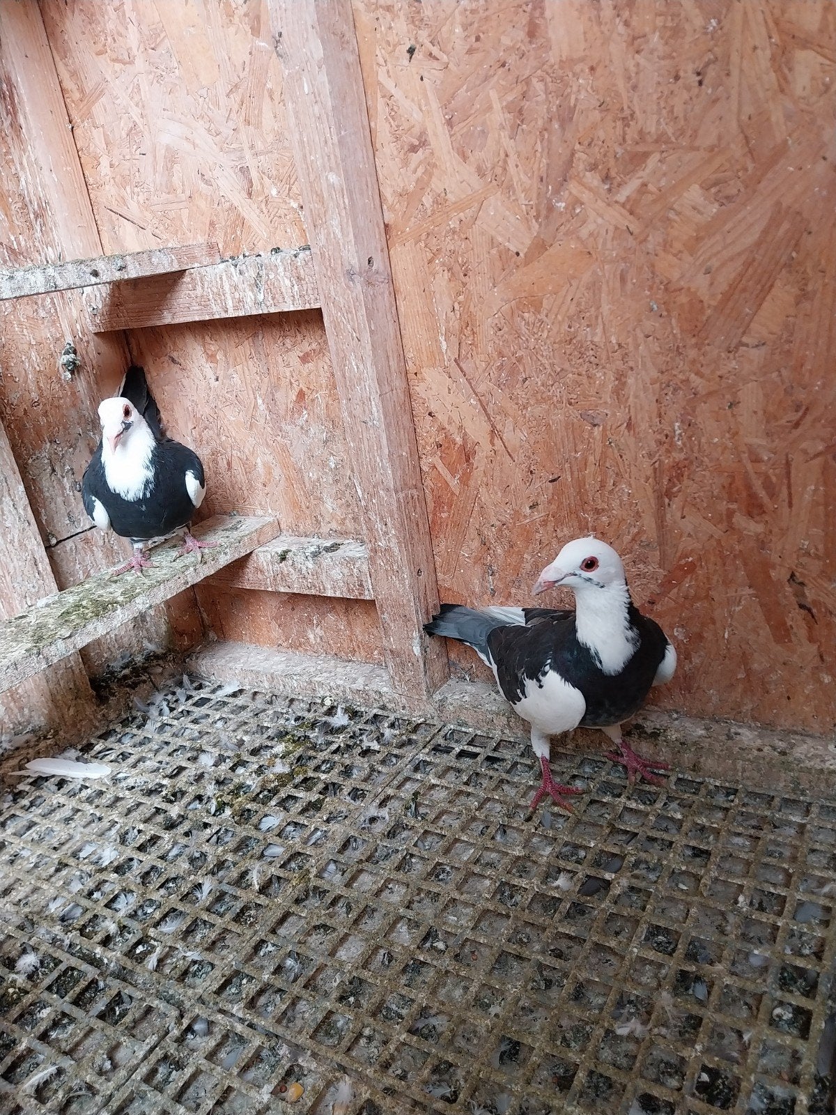 mooie koppel postduiven gekleurd(25€per stuk), Dieren en Toebehoren