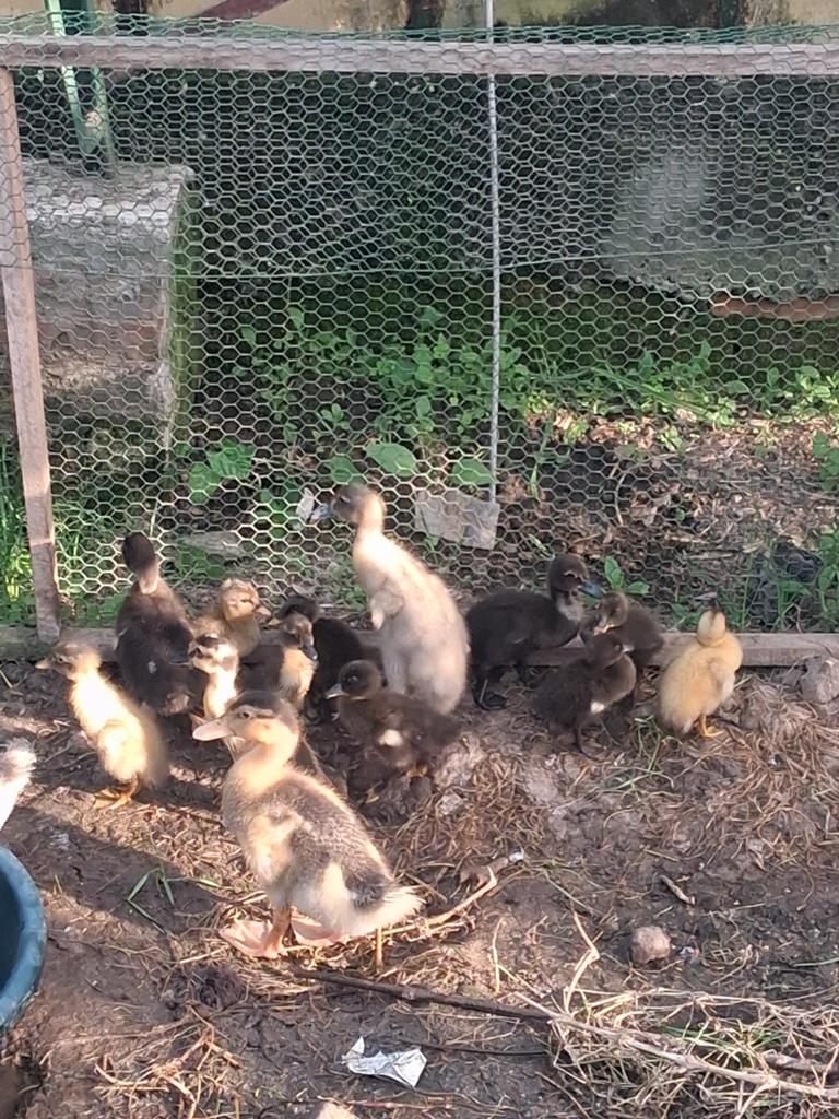10 loopeenden kuikens, Sexe inconnu, Canard