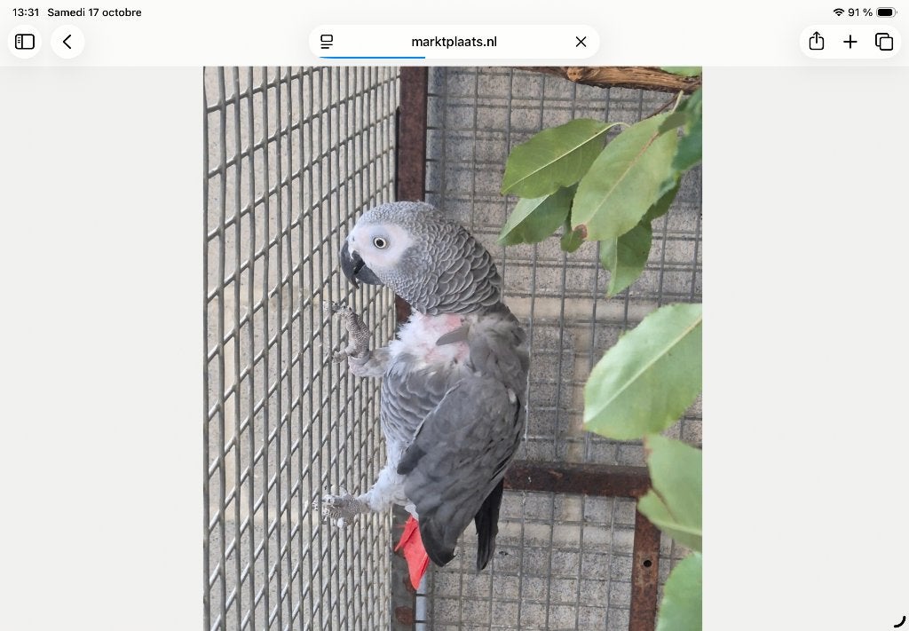 Perroquet gris du Gabon, Perroquet