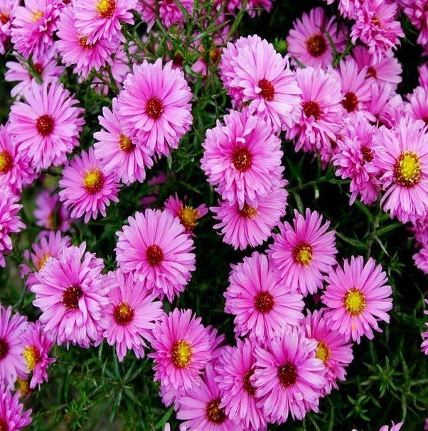 Aster dumosus 'Jenny', Tuin en Terras, Planten | Tuinplanten, Ophalen, Zomer, Vaste plant, Volle zon