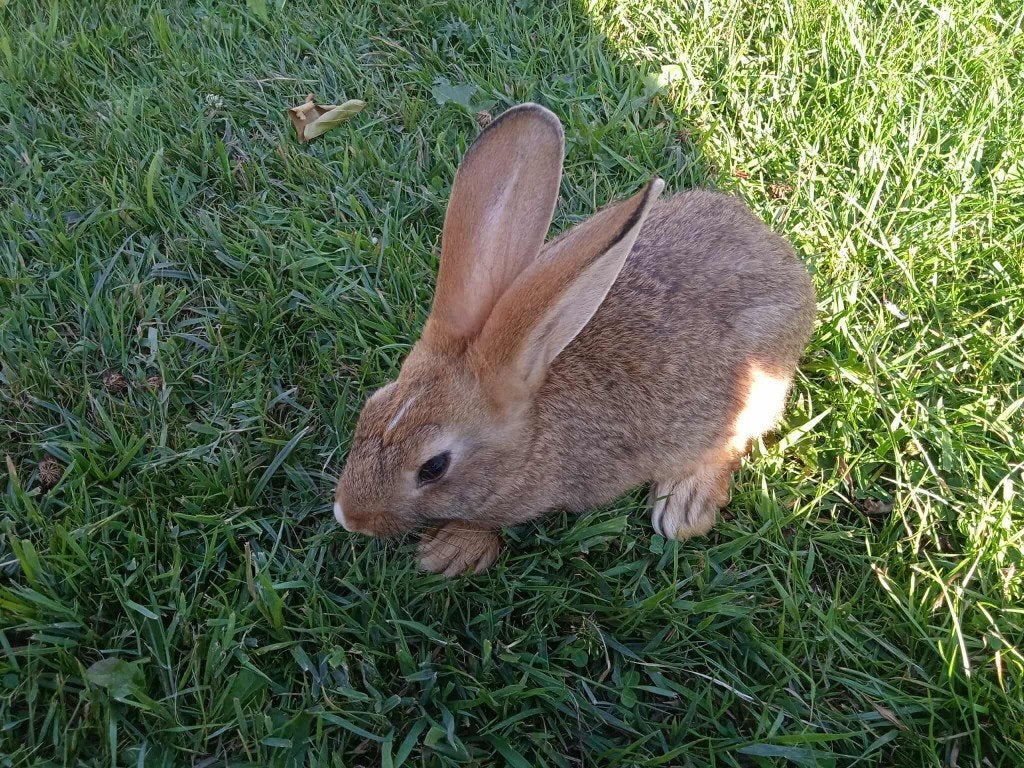 konijnen, Dieren en Toebehoren, Konijnen, Meerdere dieren, Groot, 0 tot 2 jaar