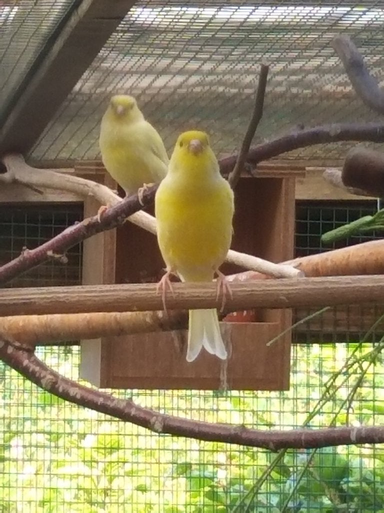 Kanaries  geel en gevlekt, Dieren en Toebehoren, Kleurkanarie