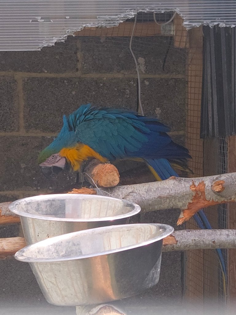 Militair koppel ARA/ARA ARUANA, Dieren en Toebehoren, Vogels | Parkieten en Papegaaien, Meerdere dieren, Papegaai, Geringd