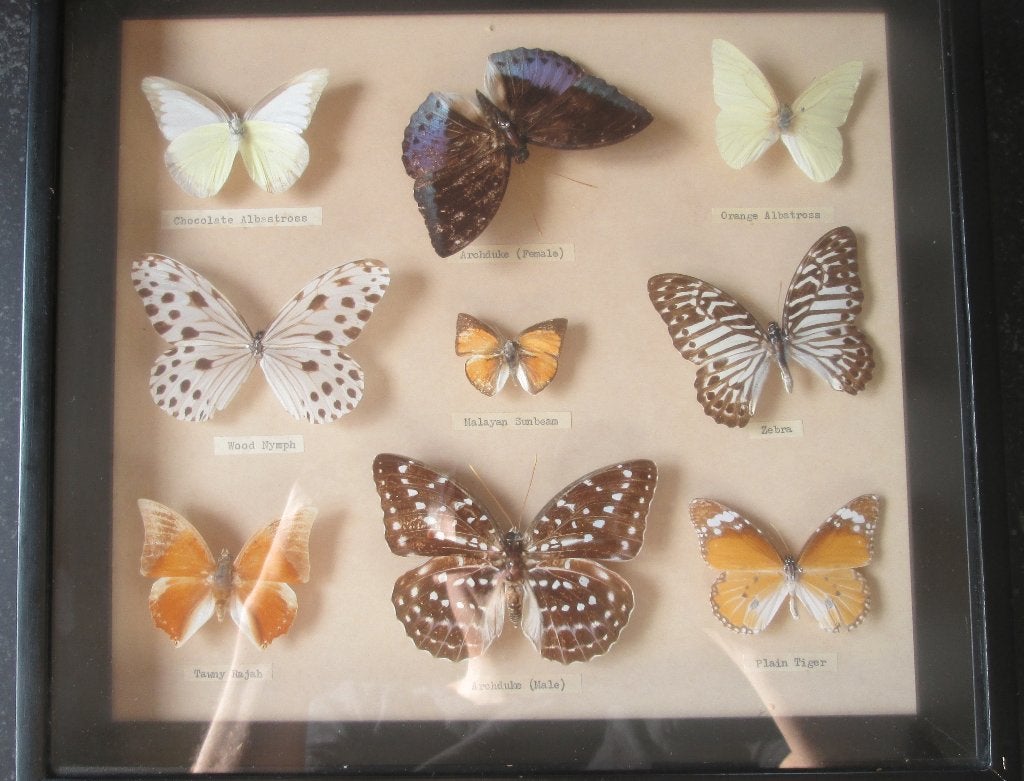 Mooie Aziatische vlinders (taxidermie), Ophalen of Verzenden