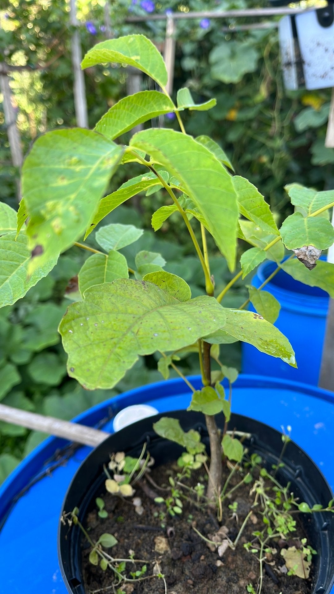 Notenboom, Noyer, Été, En pot, Plein soleil