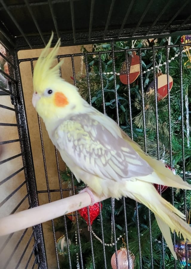 Bonjour, je cherche une calopsitte apprivoisée, Animaux & Accessoires, Oiseaux | Perruches & Perroquets