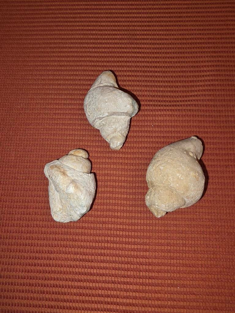 FOSSILE de GASTEROPODE, Enlèvement, Fossile