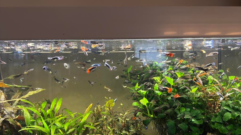 Guppy’s te koop, Poisson, Poisson d'eau douce