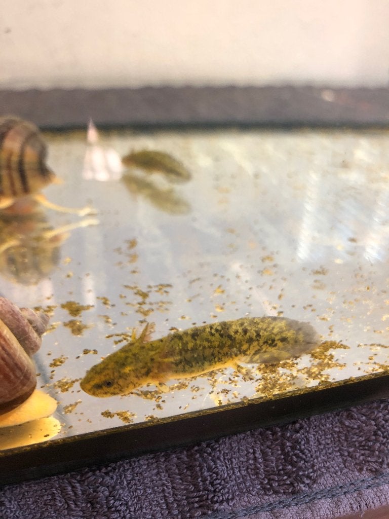 Baby axolotl golden albino x copper, Dieren en Toebehoren, Overige typen, Zoetwatervis