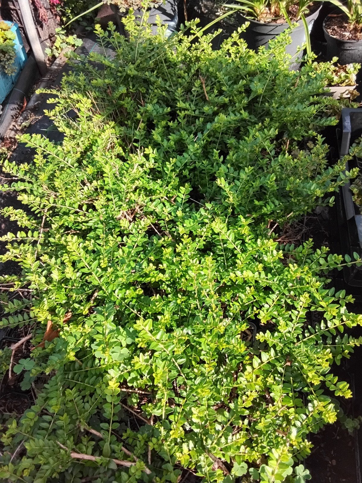 Lonicera, Tuin en Terras, Ophalen, Buxus