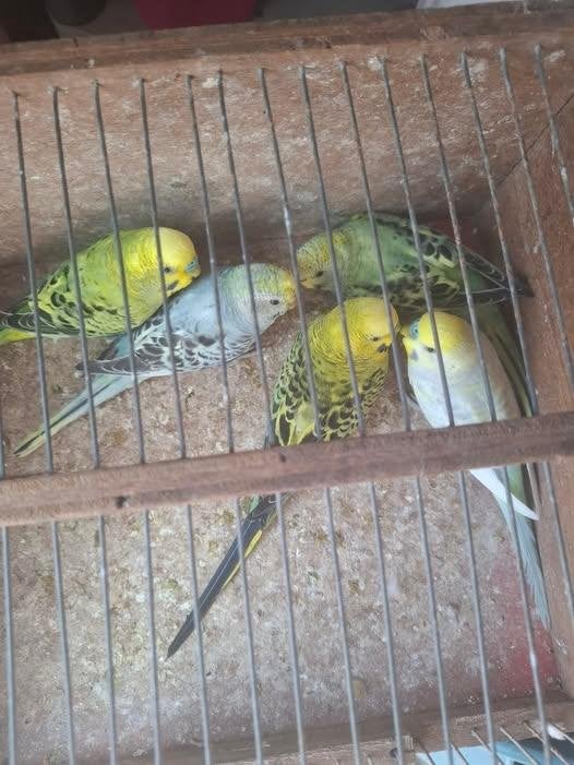 6 jonge grasparkieten, Meerdere dieren, Parkiet