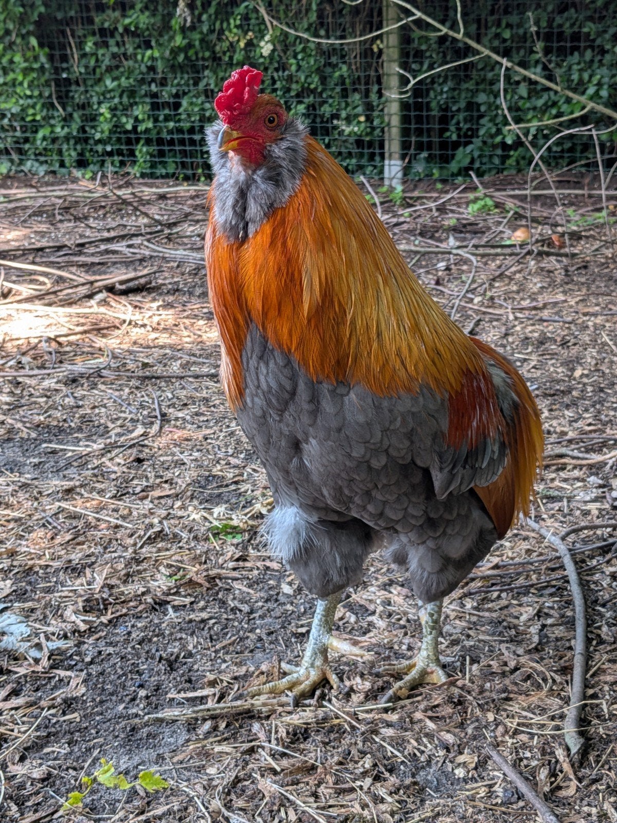 Araucana haan, Dieren en Toebehoren