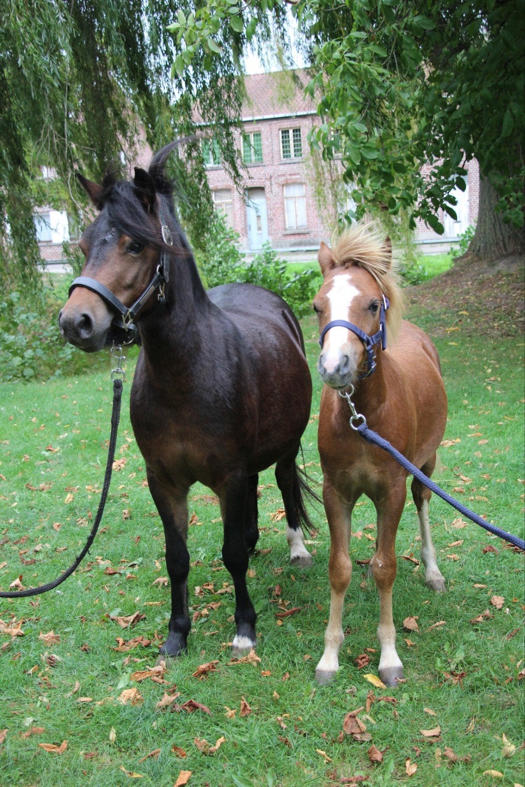 b pony en veulentje (apart of samen), Animaux & Accessoires, Poney B (1.17 m à 1.27 m), Poney de récréation, Plusieurs animaux