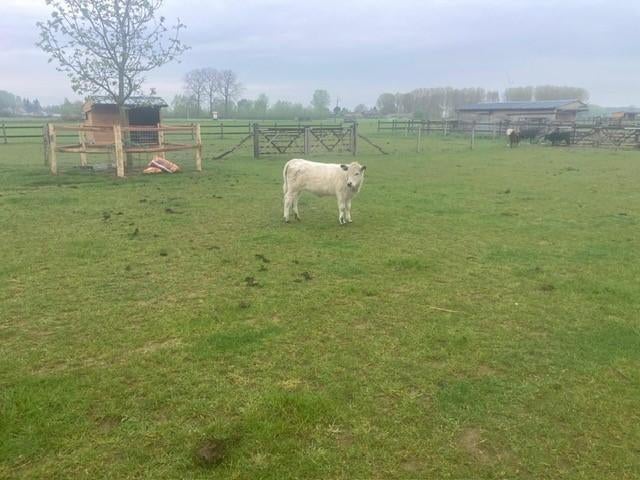 British white Lowline, Dieren en Toebehoren, Vrouwelijk, 0 tot 2 jaar