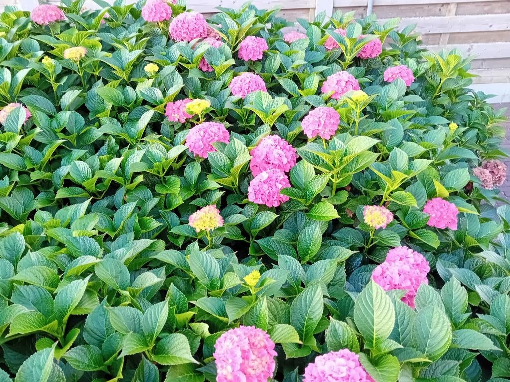 Hortensia's, Tuin en Terras, Ophalen, Hortensia
