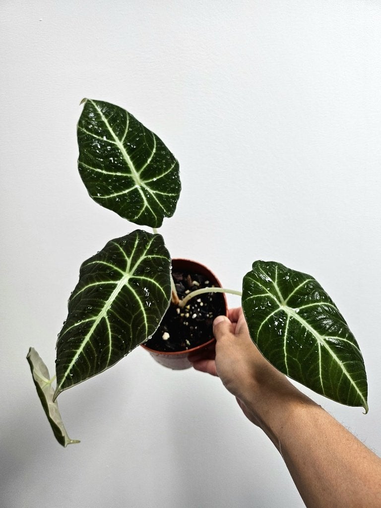 Alocasia Black Velvet #4, Autres espèces, En pot, Enlèvement ou Envoi, Moins de 100 cm
