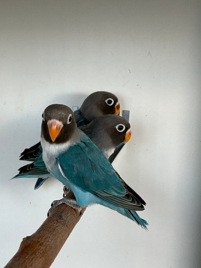 Agapornis Nigrigenis 2026 – Blauw serie, Dieren en Toebehoren, Vogels | Parkieten en Papegaaien, Geslacht onbekend, Dwergpapegaai of Agapornis