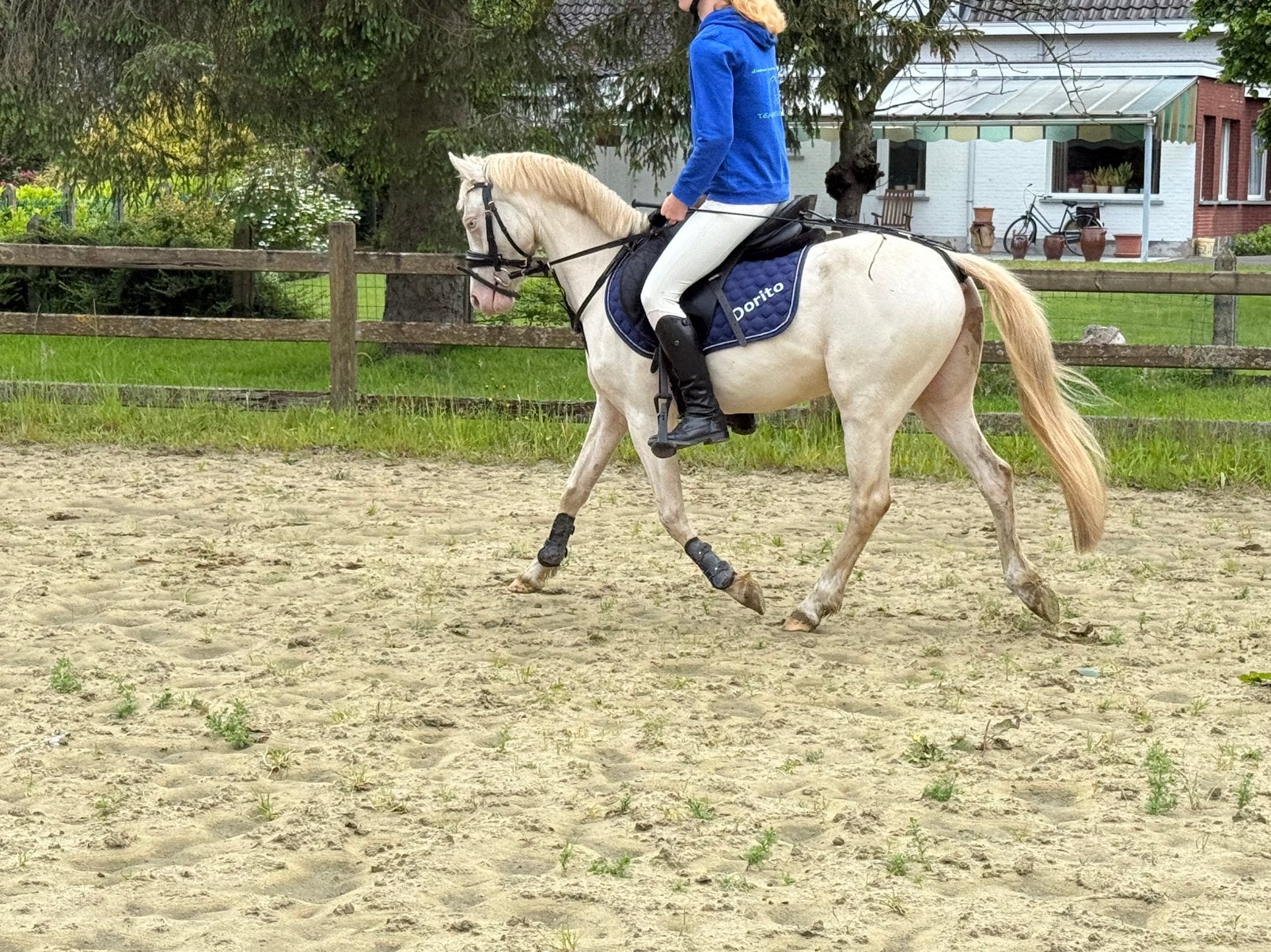 Te koop, Dieren en Toebehoren, Pony's, M