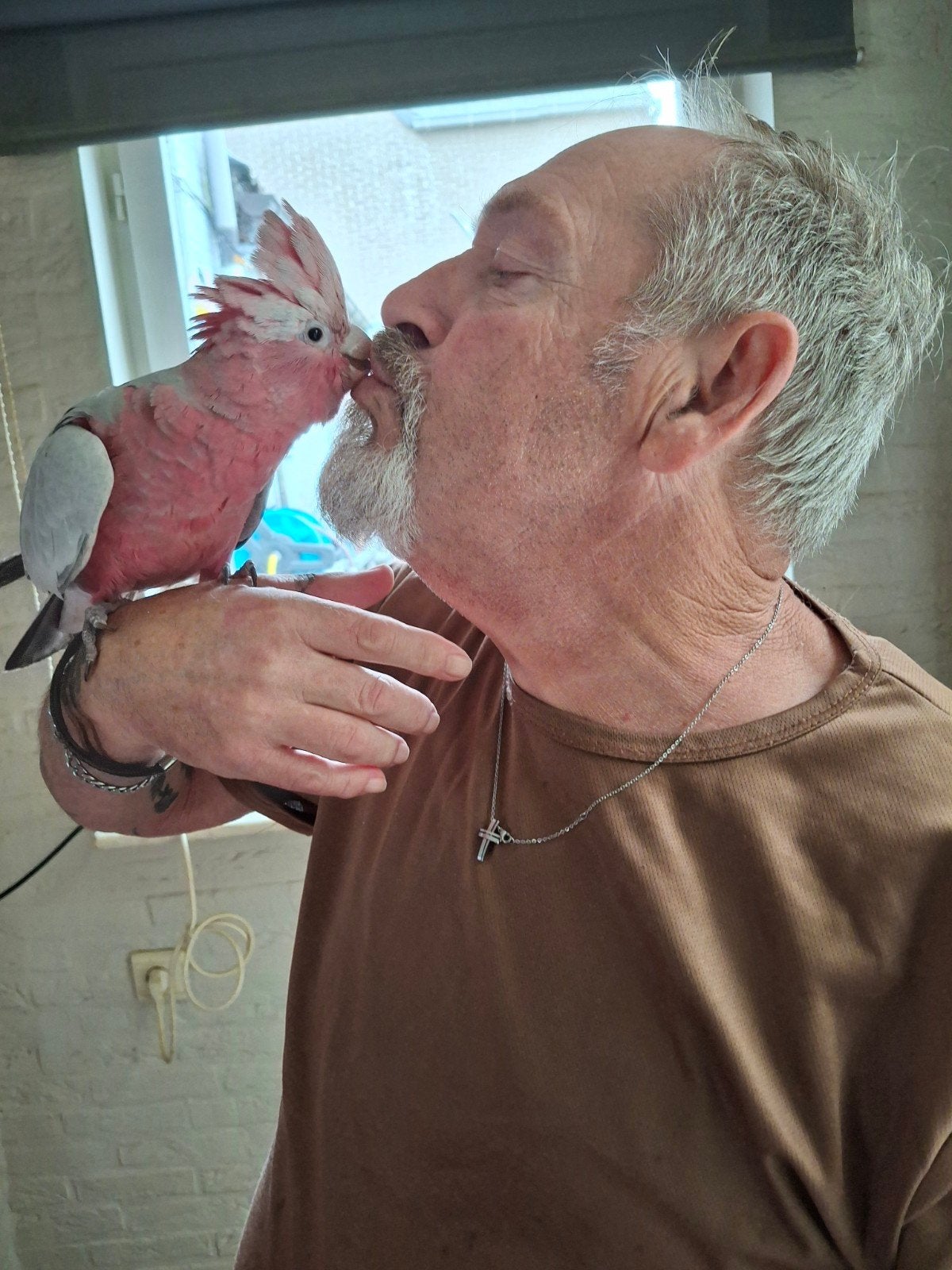 roze kaketoe, Mannelijk, Papegaai, Tam
