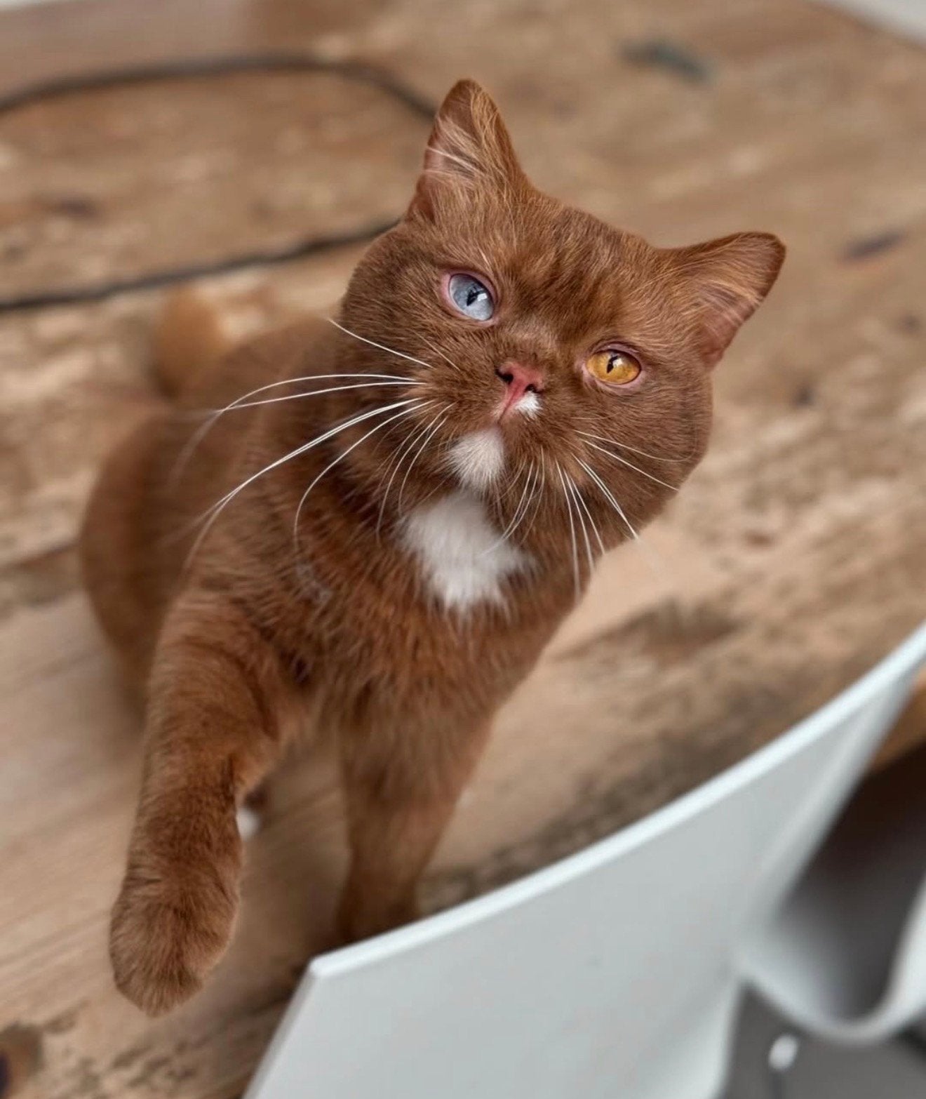 British Shorthair, Kater, Met stamboom, 0 tot 2 jaar