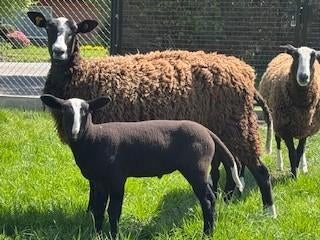 zwartbles ooi met lam, Vrouwelijk, Schaap