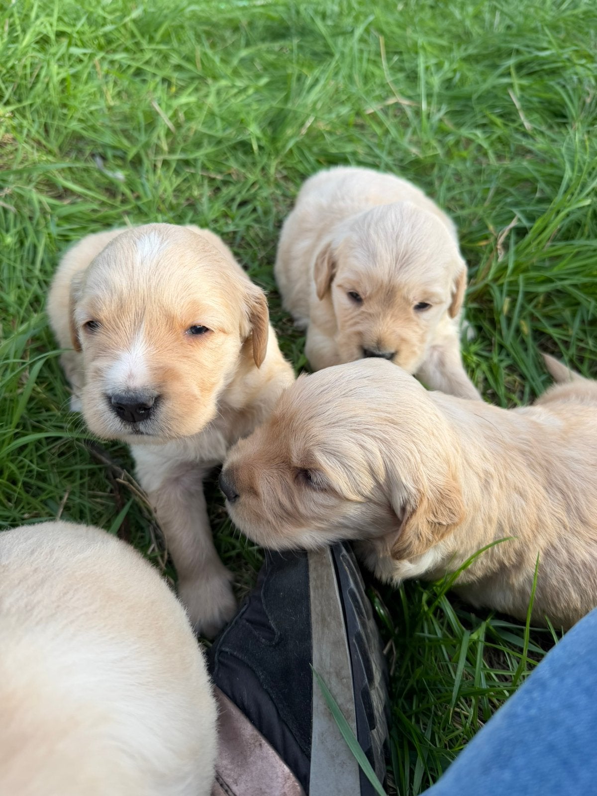 Mooie golden retriever pups., Golden retriever, België, CDV (hondenziekte), 8 tot 15 weken