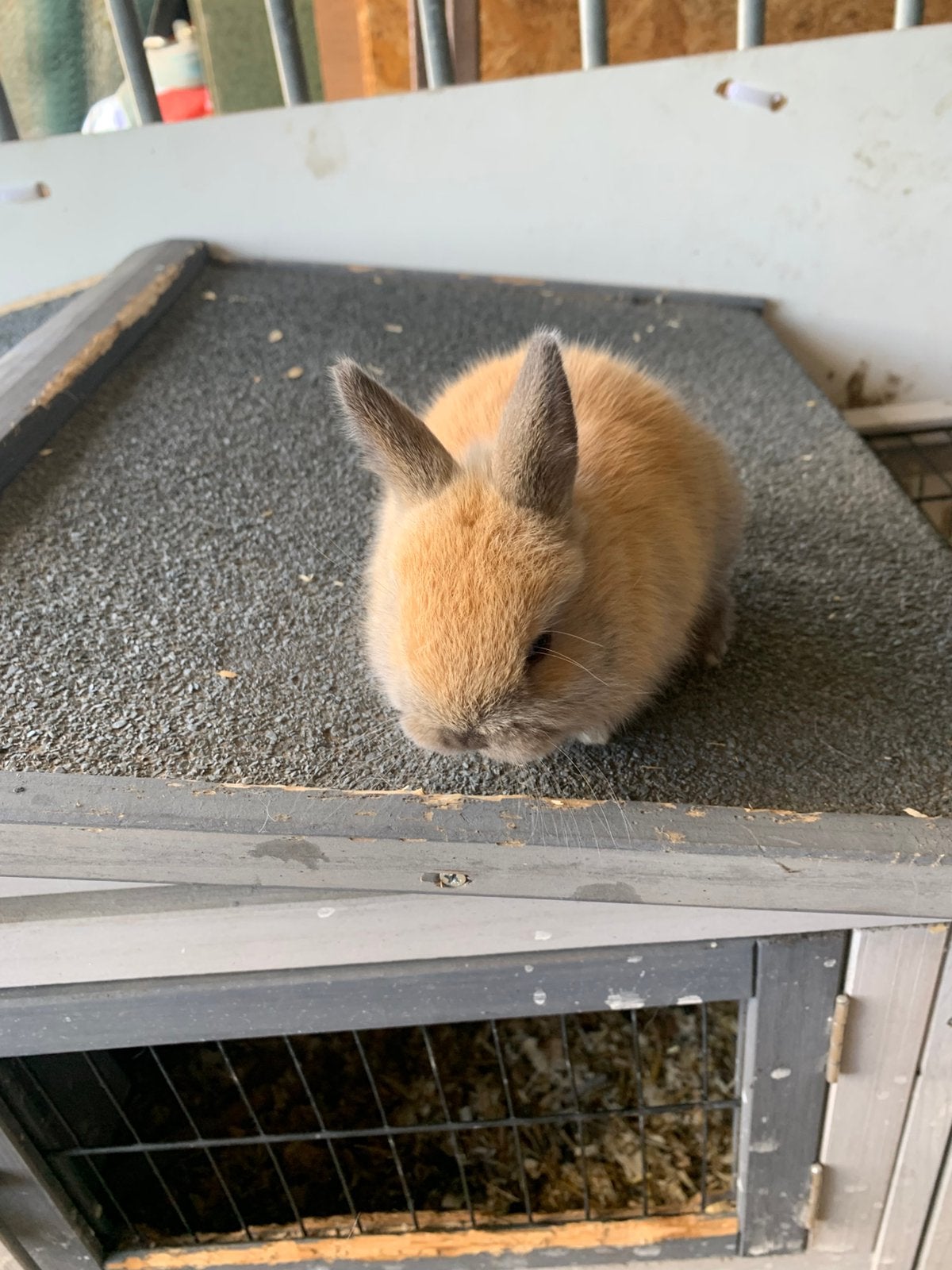 Baby dwergkonijn te koop