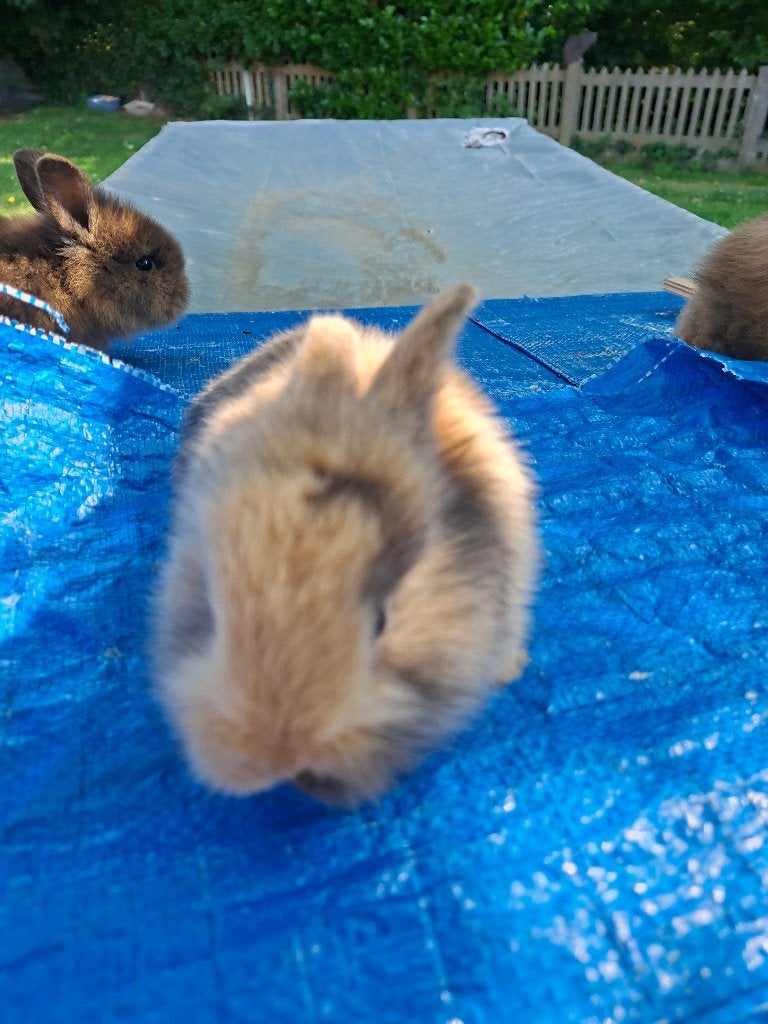 Konijntje, Dieren en Toebehoren, Konijnen, Meerdere dieren, Klein, 0 tot 2 jaar