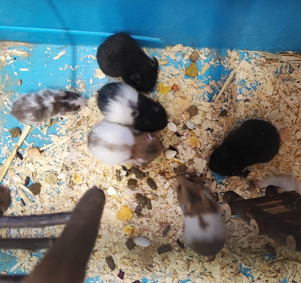 Syrische Hamsters (goudhamster), Dieren en Toebehoren, Augustus, Meerdere dieren, Hamster