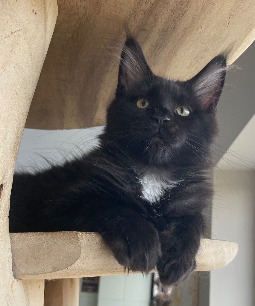 Maine Coon kittens, Poes, Met stamboom, 0 tot 2 jaar