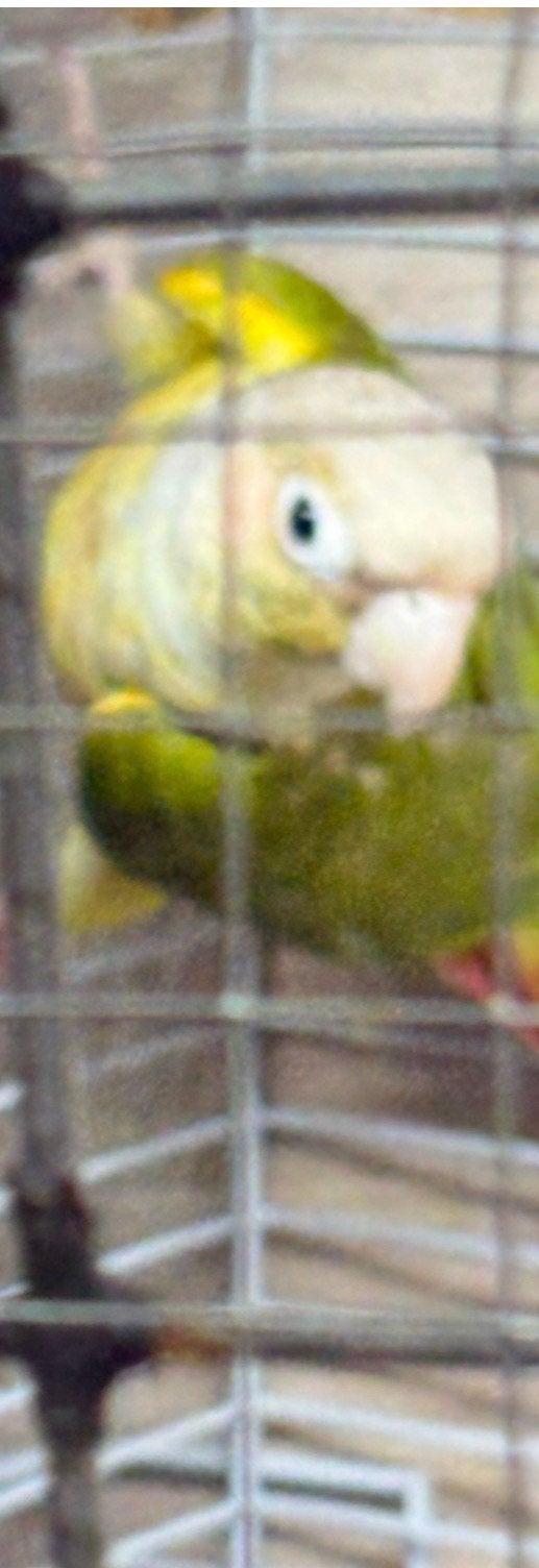 Couple Cornur muline, Animaux & Accessoires, Oiseaux | Perruches & Perroquets