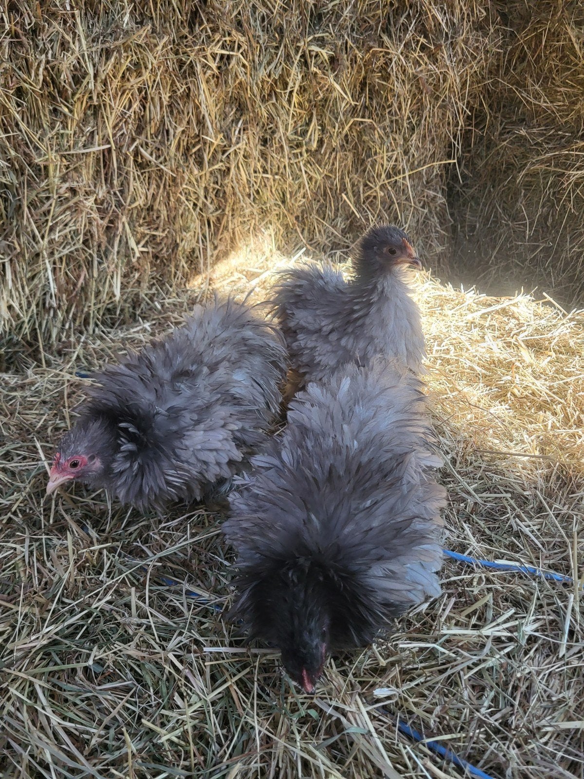 Cochin kriel blauw krulveer, Dieren en Toebehoren, Pluimvee, Vrouwelijk, Kip