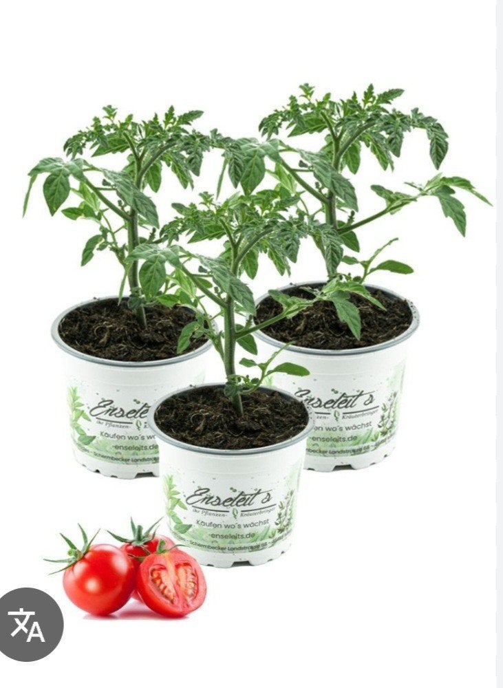 Plants de tomates biologiques, par plant pour 1 euro, Enlèvement