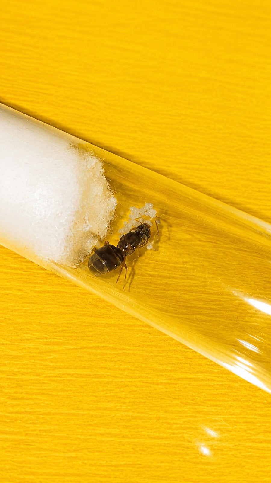 Reine Lasius Grandis avec couvain, Animaux & Accessoires, Insectes & Araignées
