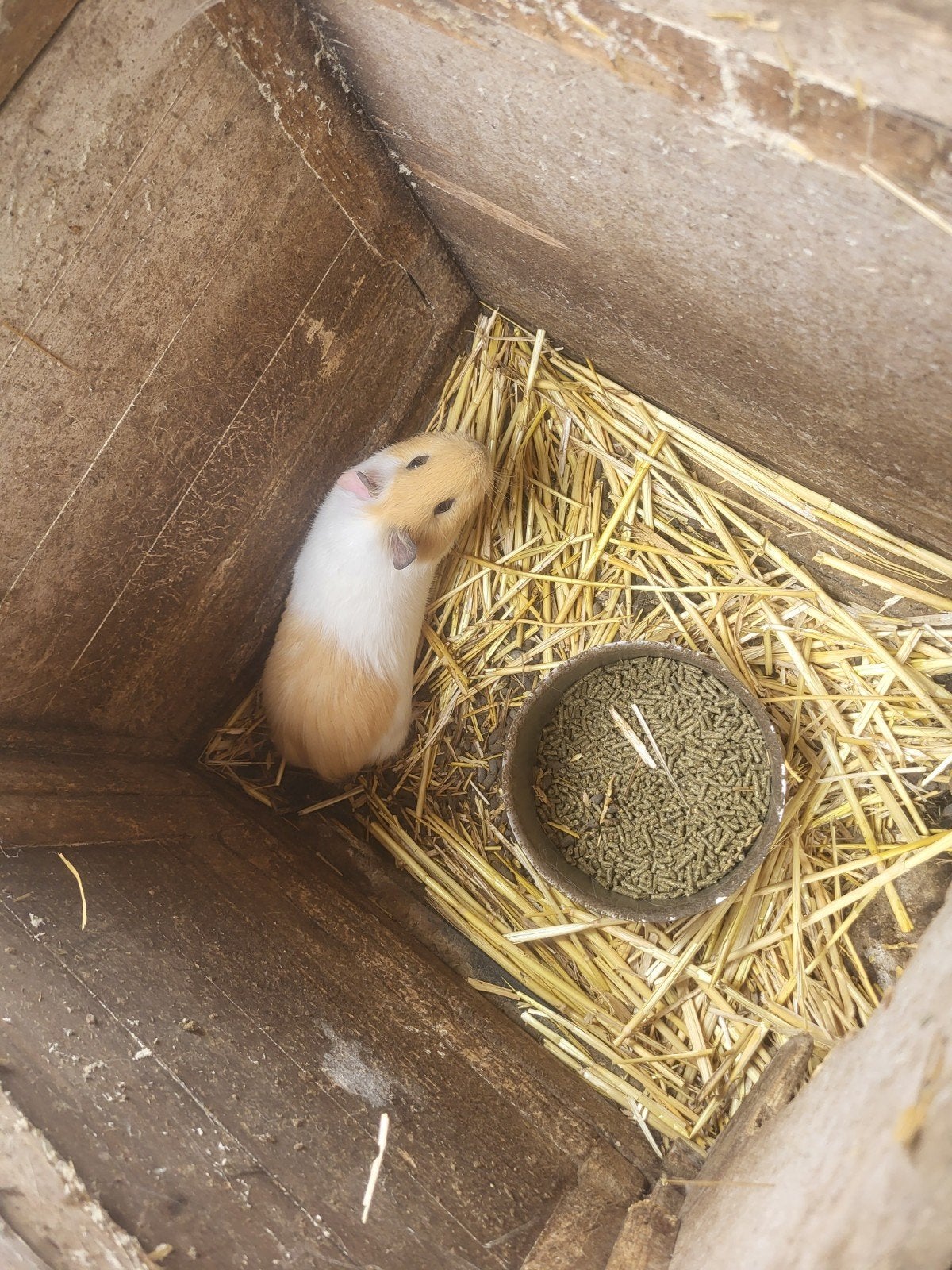 mannelijke cavia, Juli, Mannelijk, Cavia