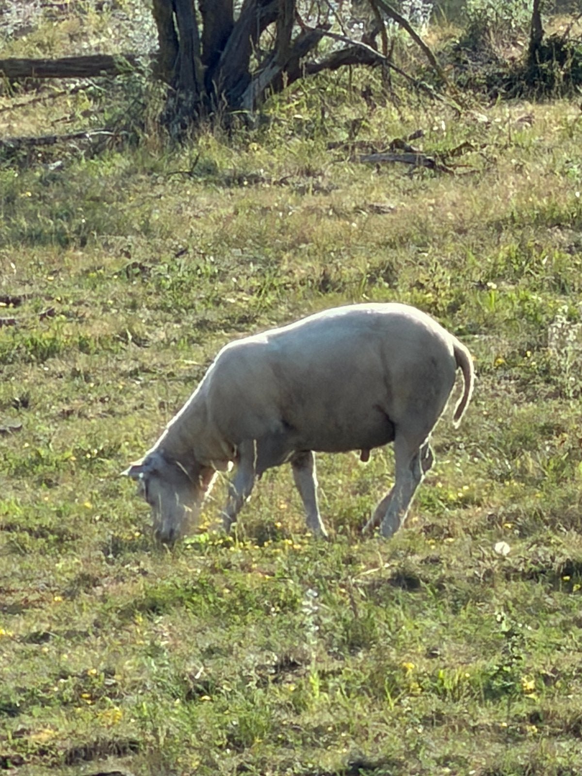 À vendre bélier, Mâle, Mouton, 0 à 2 ans
