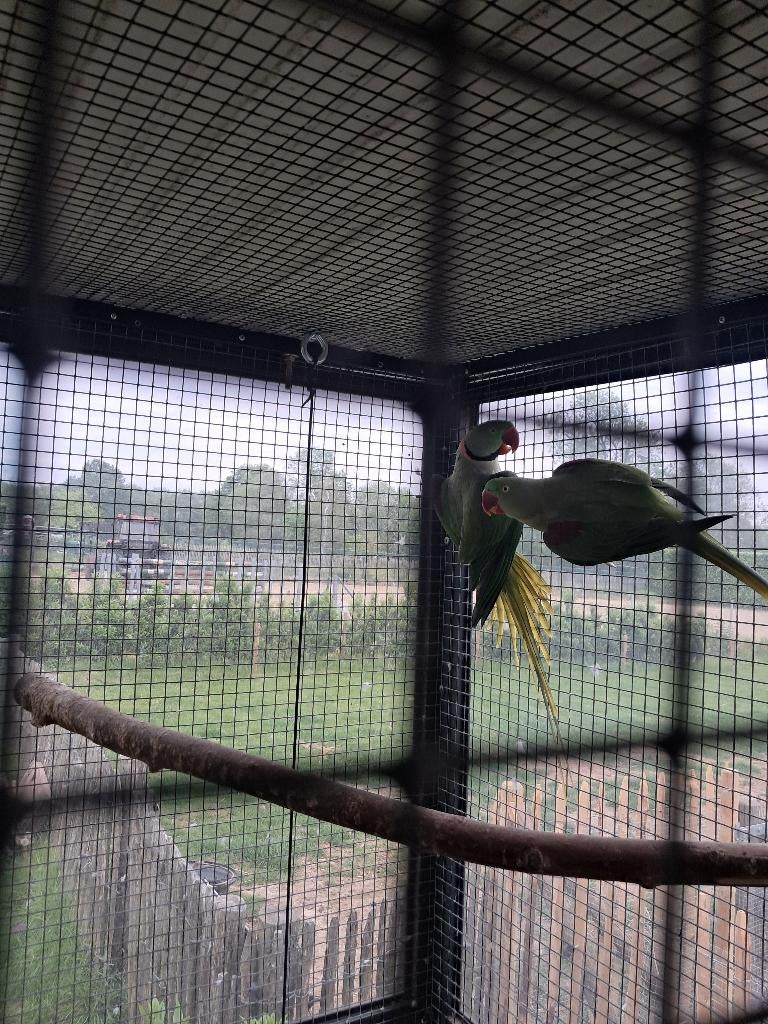 Alexanderparkiet wildkleur kweekkoppel, Plusieurs animaux, Perruche, Bagué