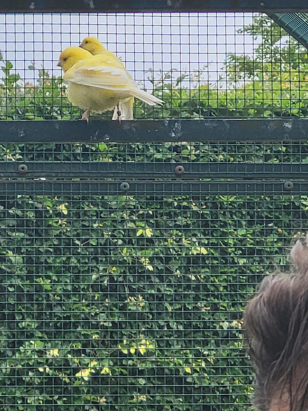 kanari man, Dieren en Toebehoren