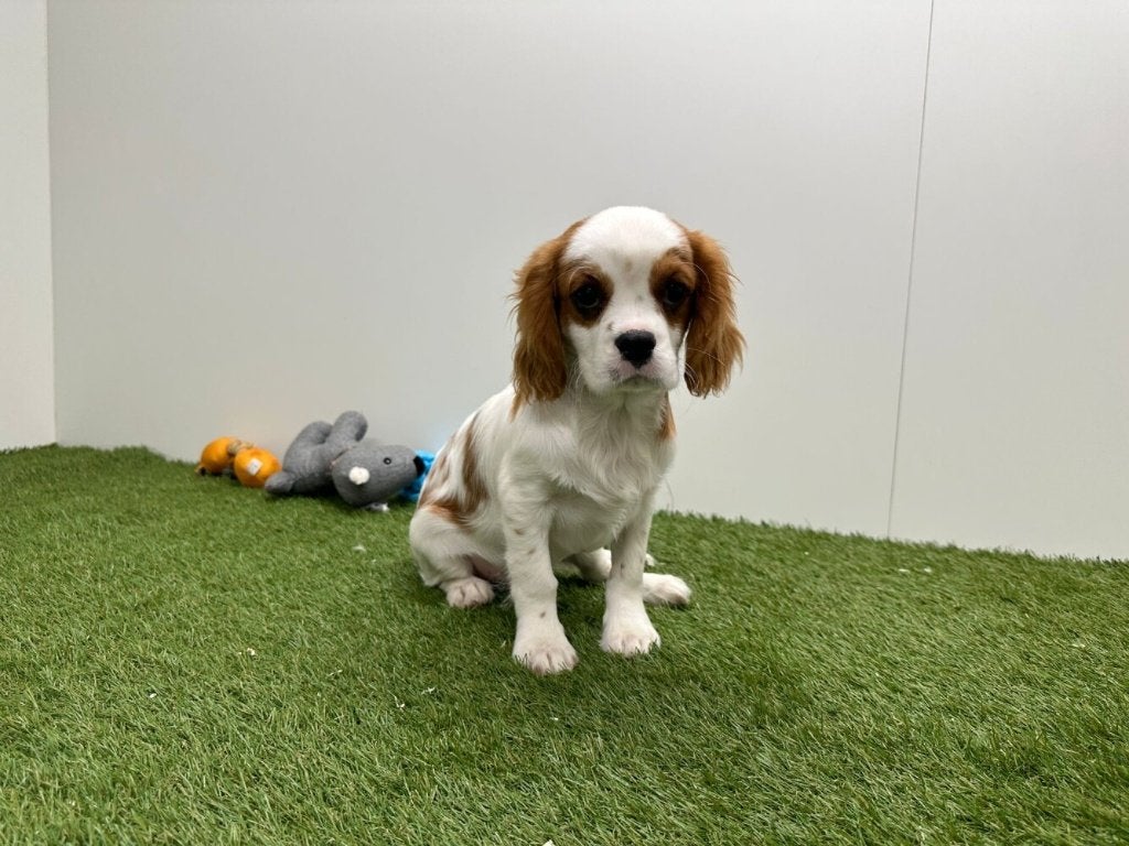 Cavalier King Charles Spaniel pups, België, Reu, 8 tot 15 weken, Parvo
