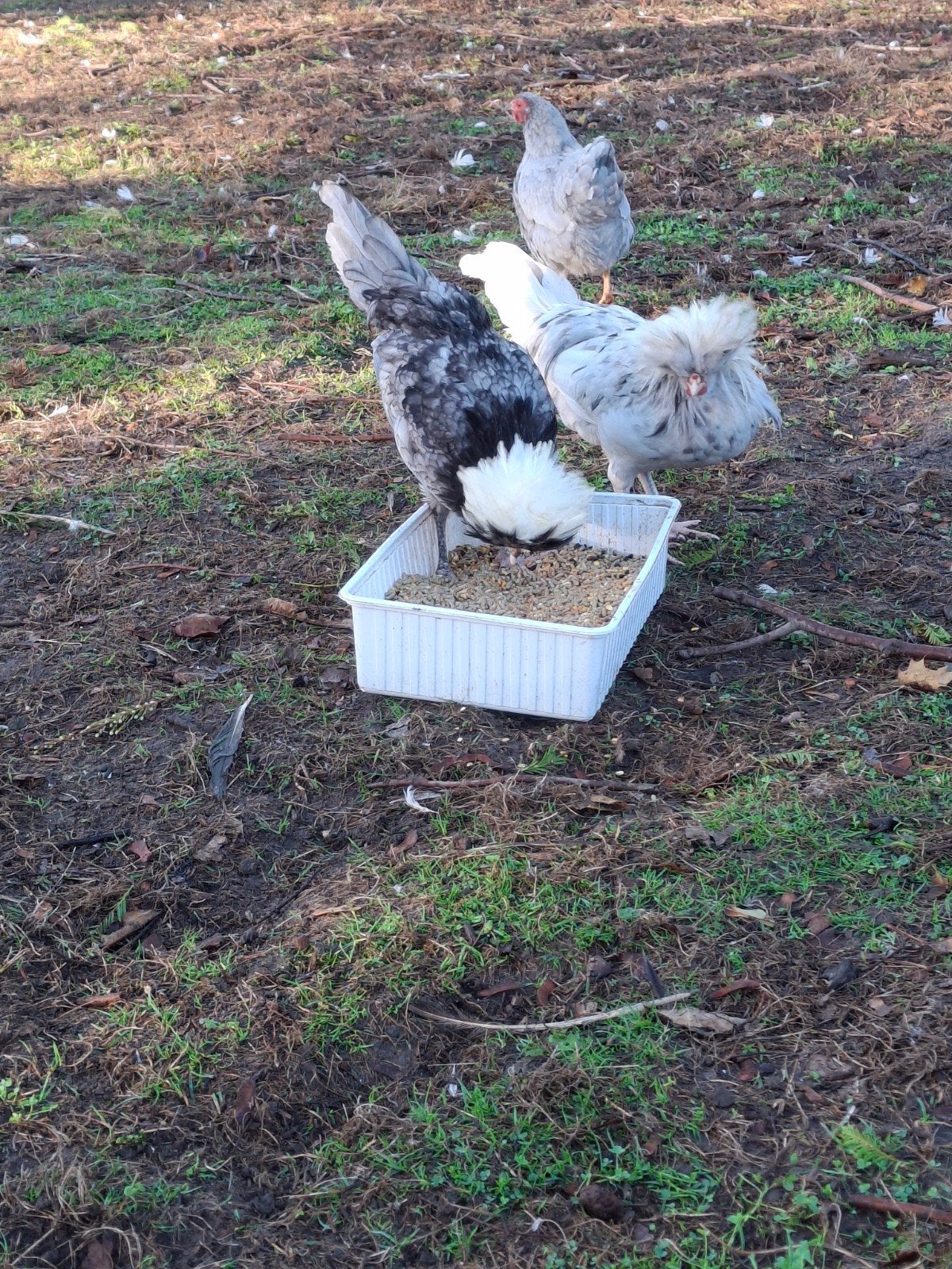 Kippen 2hanen 6 hennen, Plusieurs animaux, Poule ou poulet