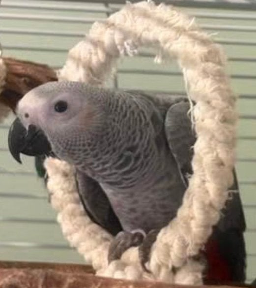 Gris du gabon, Animaux & Accessoires, Sexe inconnu, Perroquet, Parleur