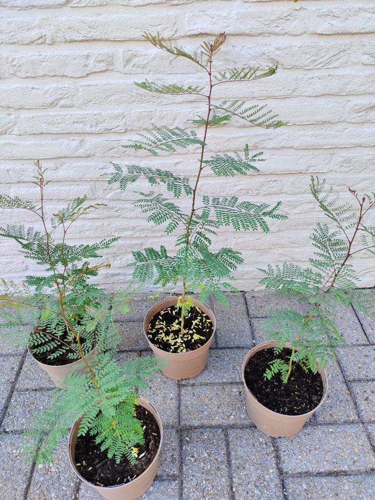 TE KOOP: Jonge planten paradijsvogelstruik, Volle zon, Vaste plant, Zomer, Ophalen